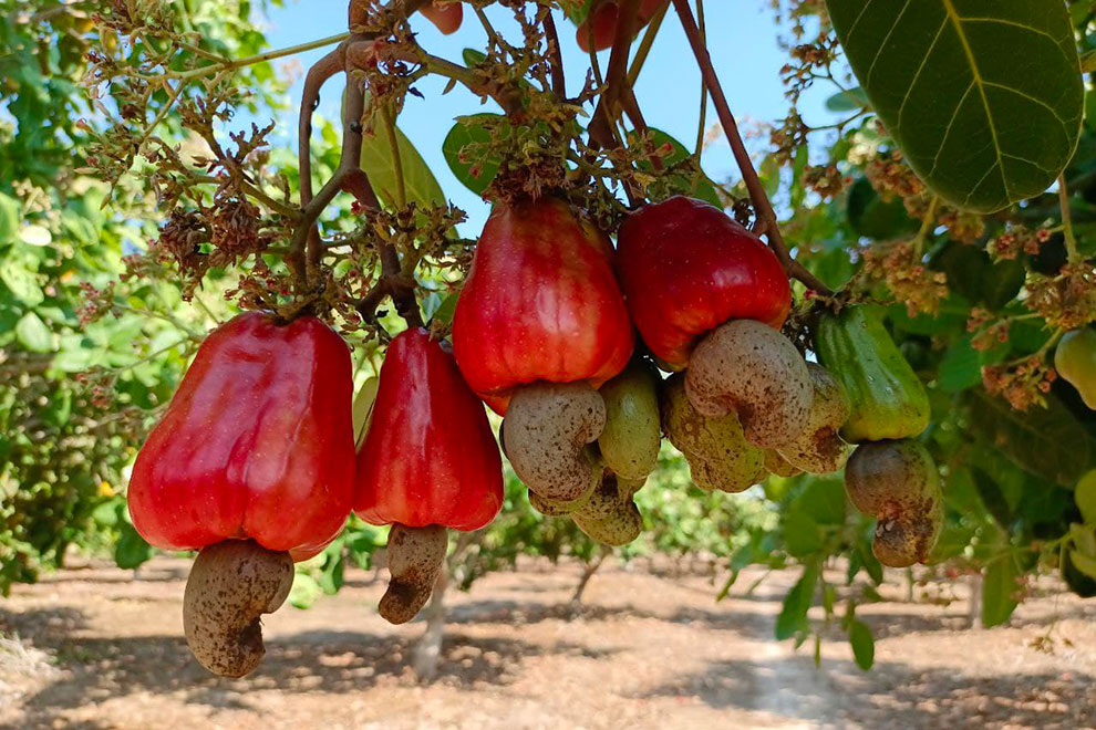 Raw cashew nut exports rise one quarter; capital needed to add value