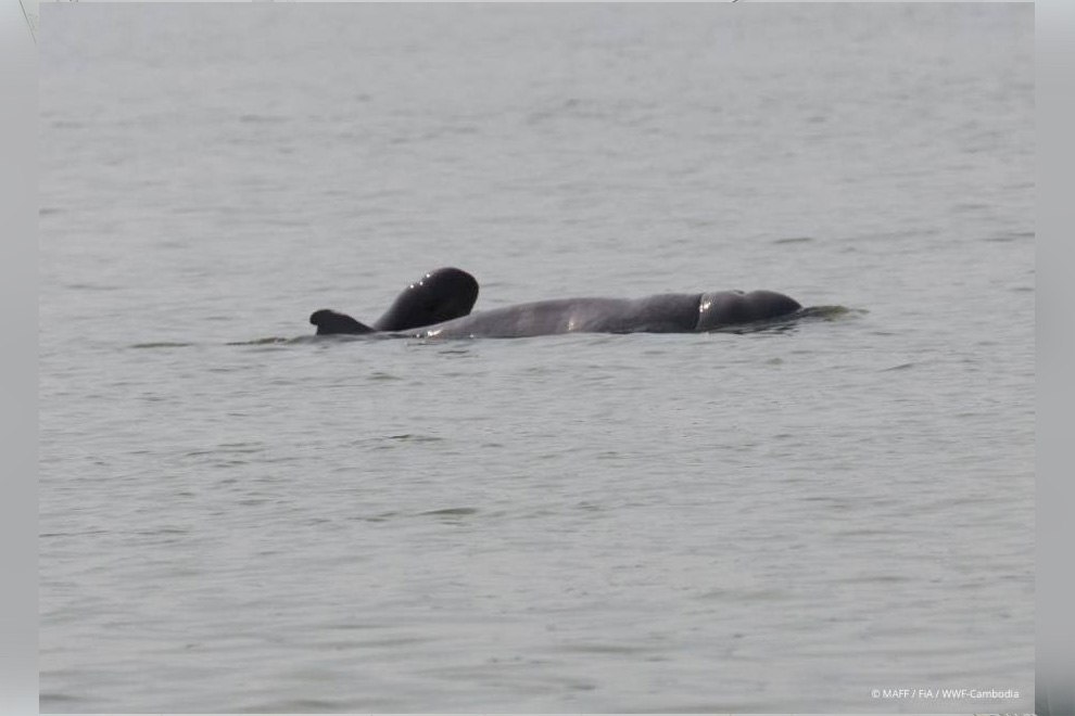 Kingdom welcomes first new dolphin calf of year