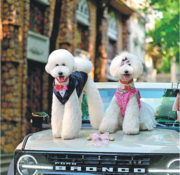 Newlyweds Max and Alice greet the guests from their wedding car. PHOTO: CHINA DAILY