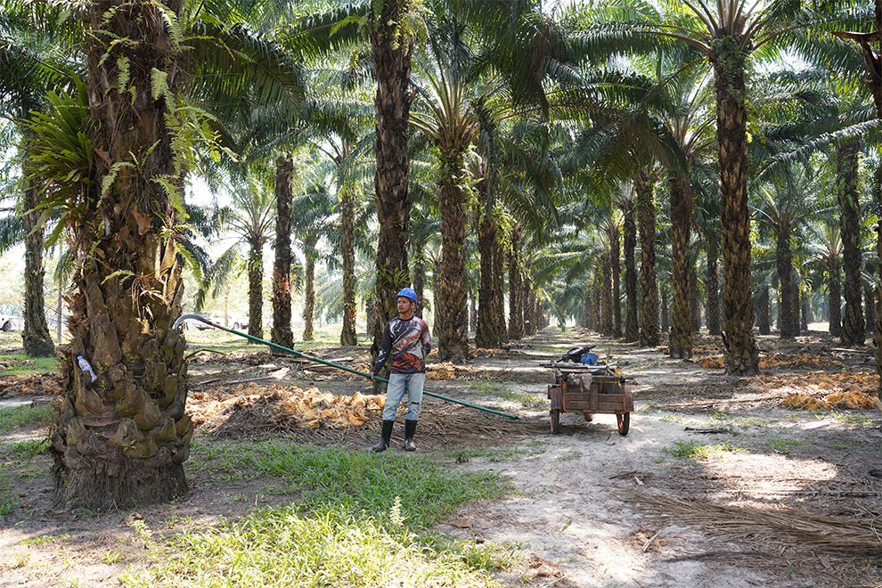 The company has begun replanting aging trees, some now nearly 30 years old, to maintain palm oil yields. Hong Raksmey