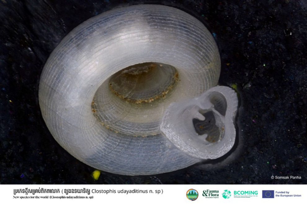 This almost translucent micro-snail (Clostophis udayaditinus) was described and published in the survey. Fauna and Flora