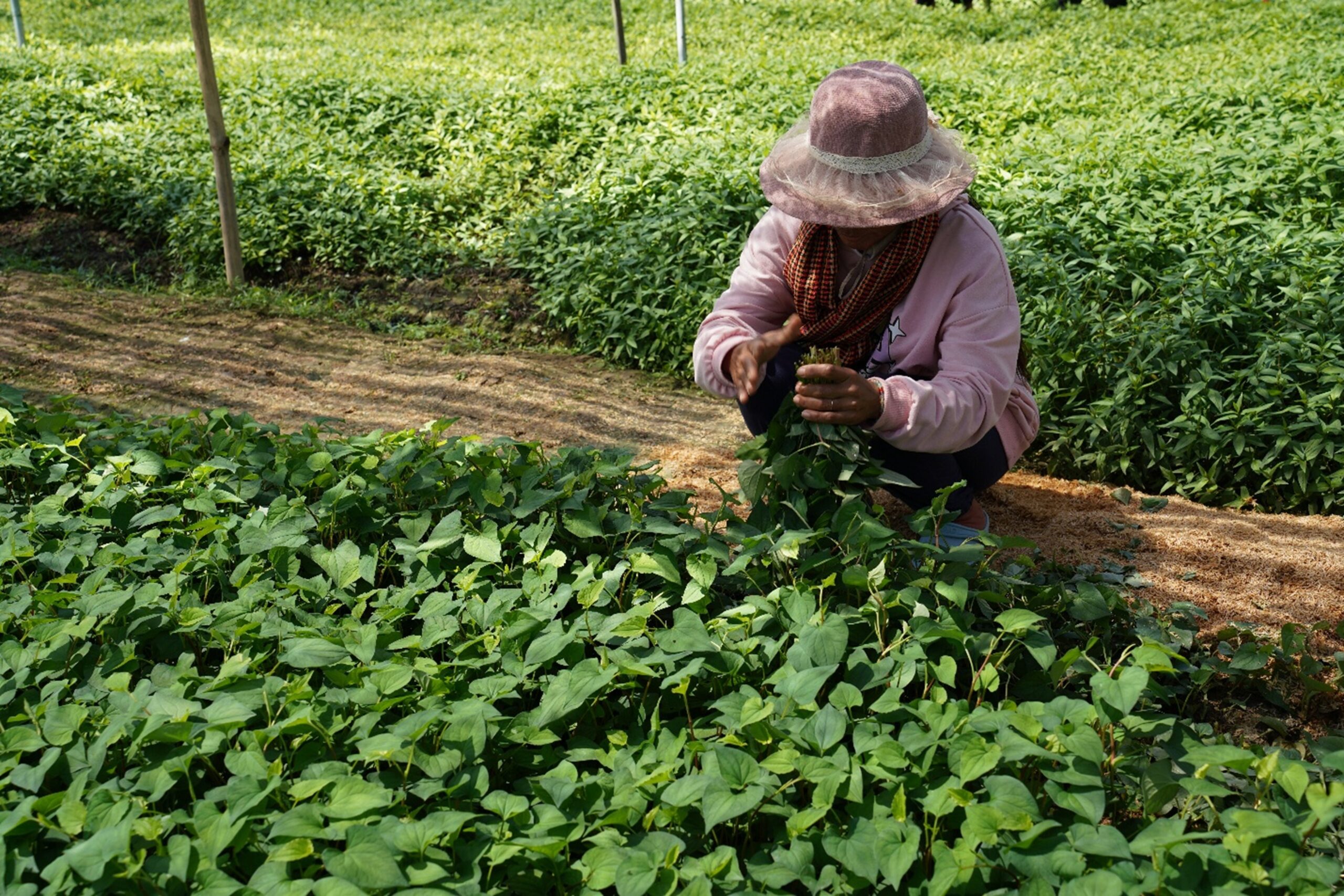 Established in 2017, FLIA now spans seven provinces and 270 communes, integrating 1,906 Livelihood Improvement Groups to become Cambodia’s largest farmer association. Hong Raksmey 