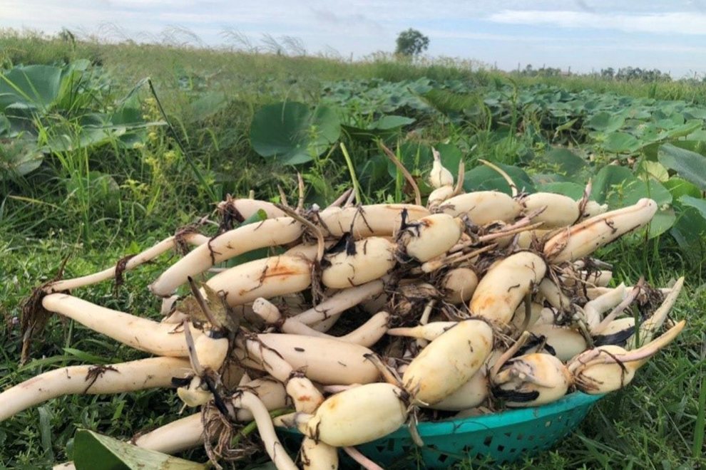 Migrant worker brings Japanese Lotus skills home to Kingdom