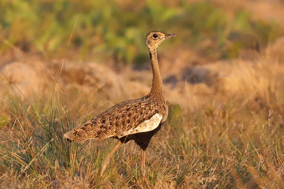 Bengal florican habitat loss threatens survival
