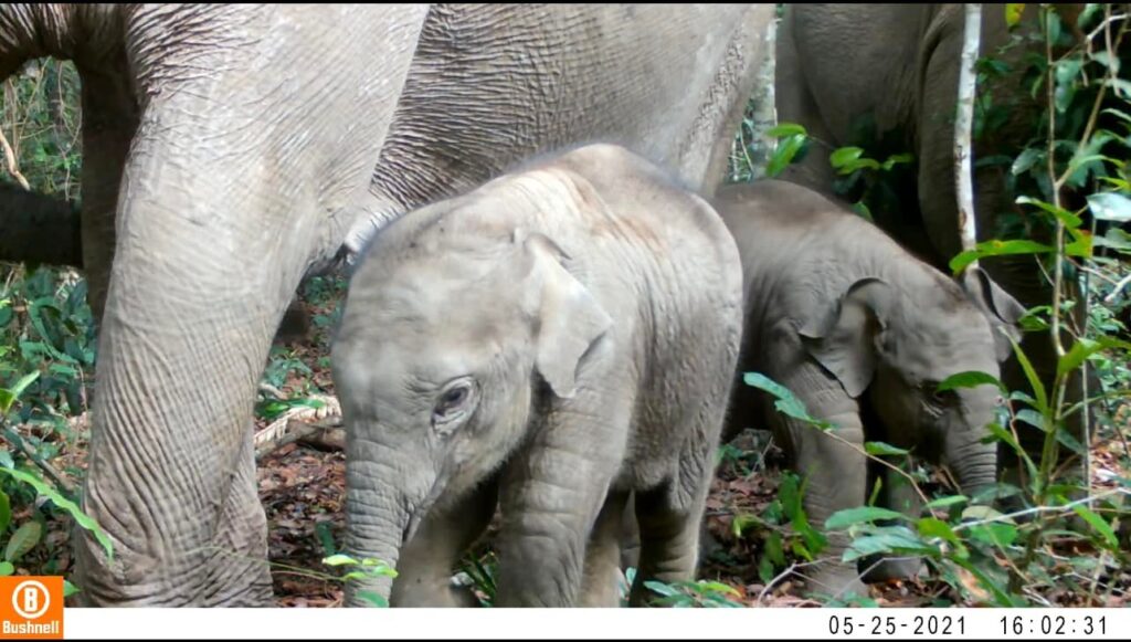 World Elephant Day a reminder of Kingdom's protected treasures