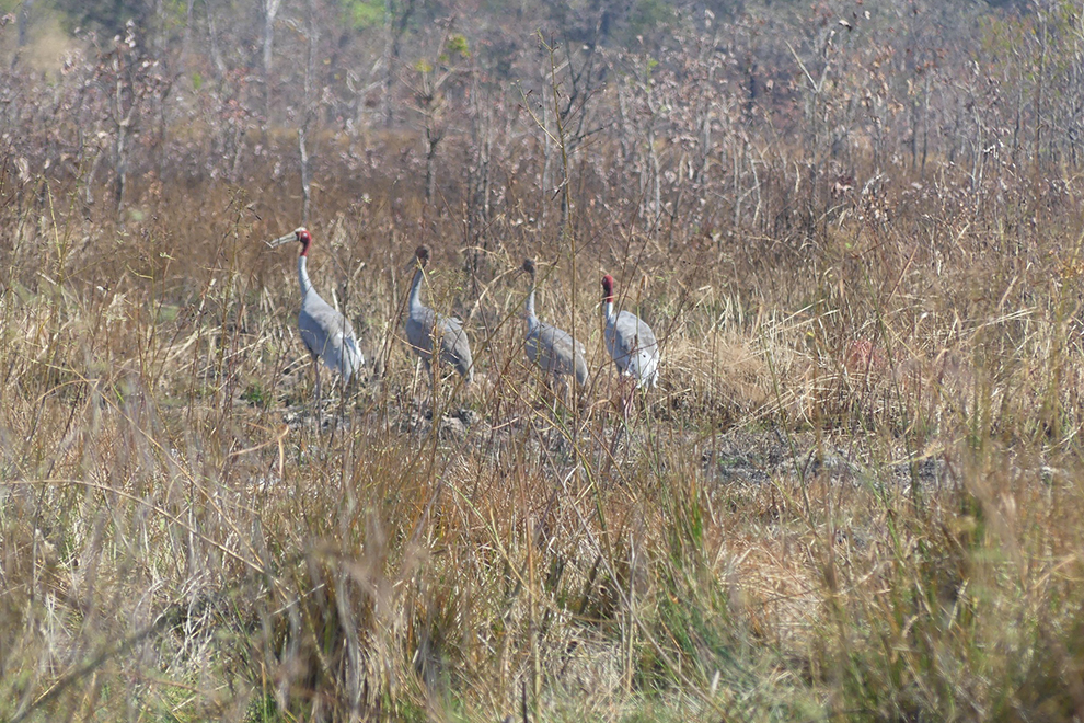 Sarus crane population rises to new high