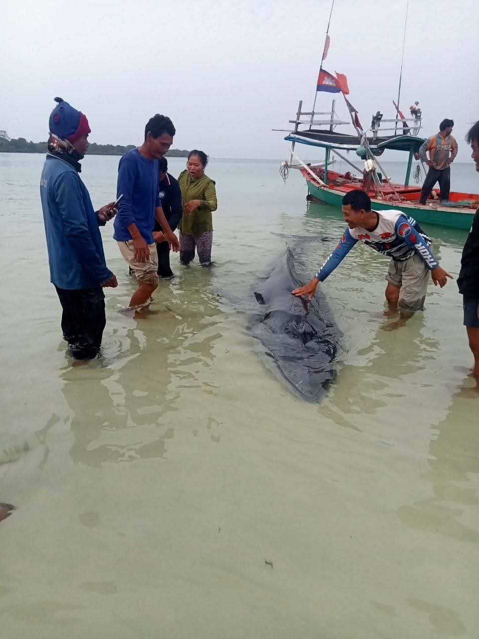 The 12-metre whale spent some time seemingly relaxing by Ta Baran beach, before leaving. Supplied