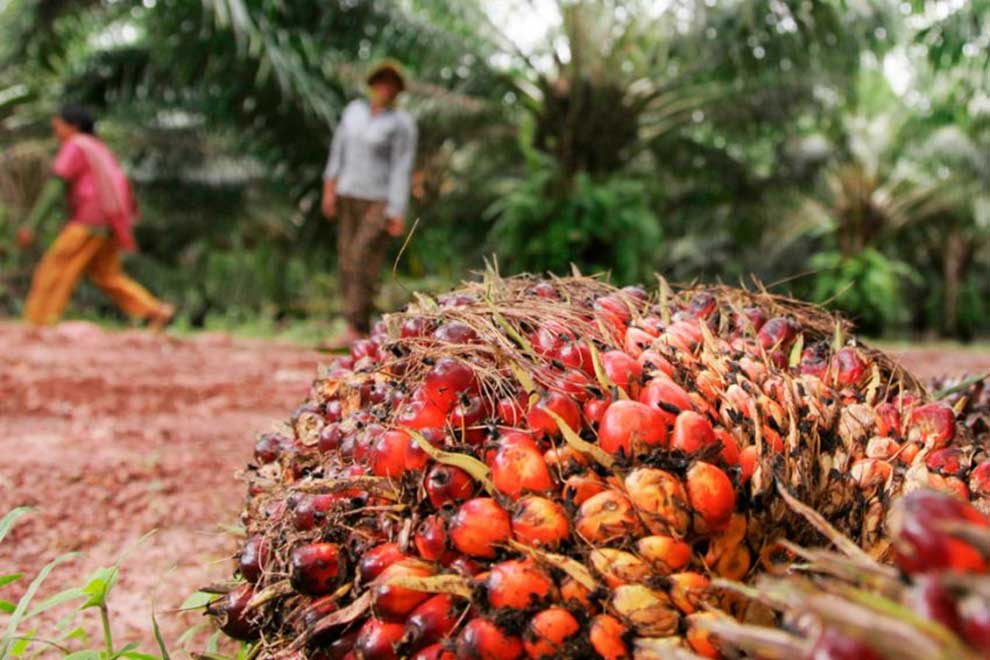 Q1 palm oil exports drop 3.6%