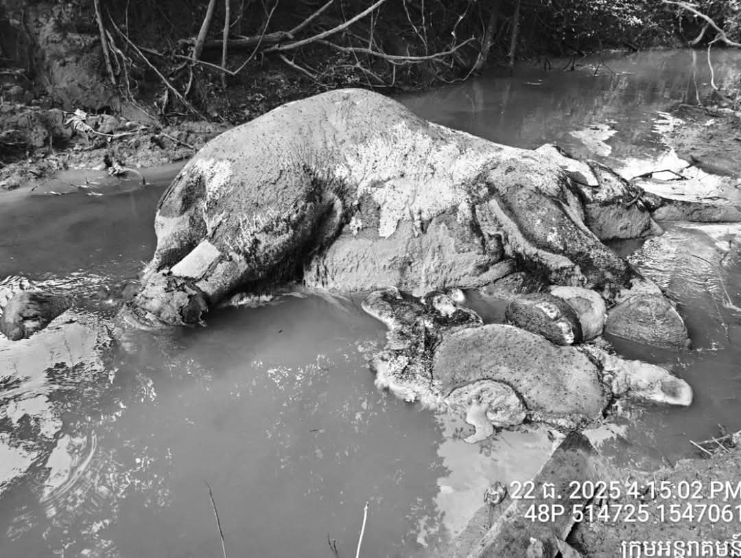 The mother elephant and her newborn succumbed to wounds inflicted by Thai shelling last December. Environment ministry