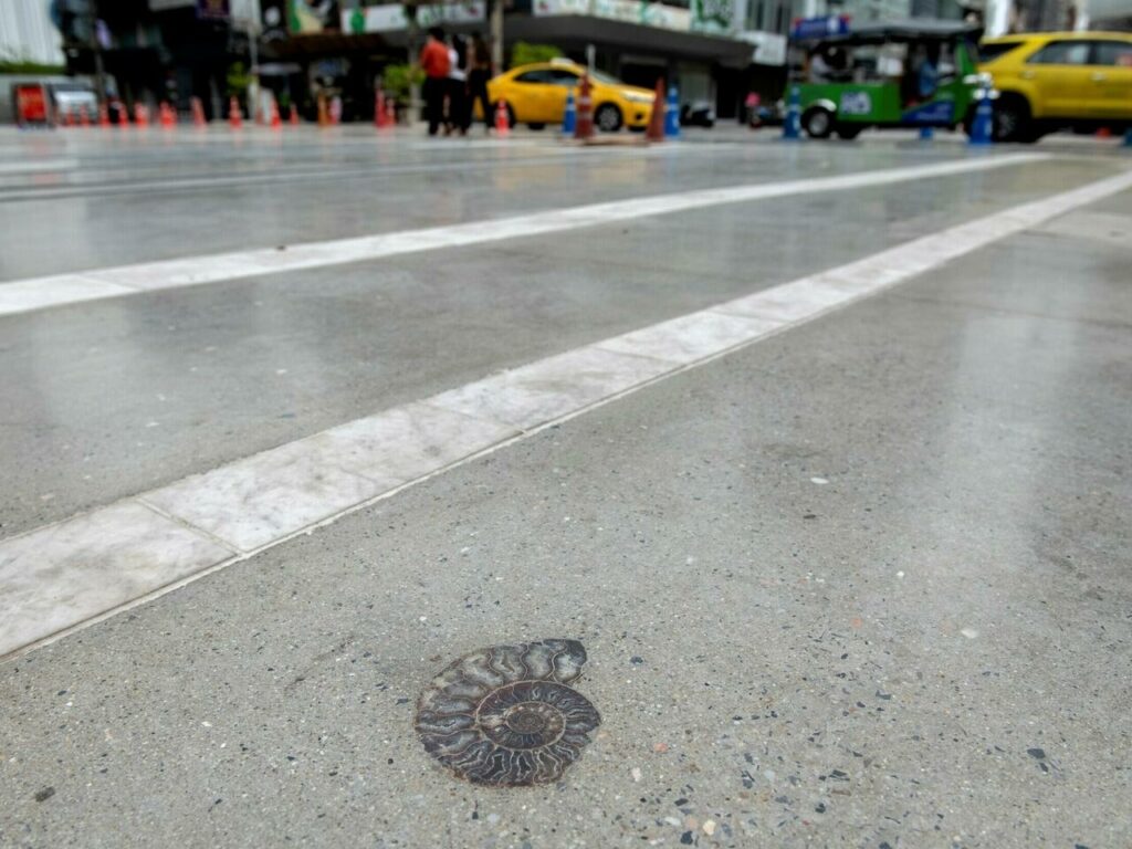 66M-year-old fossils found at Thai mall