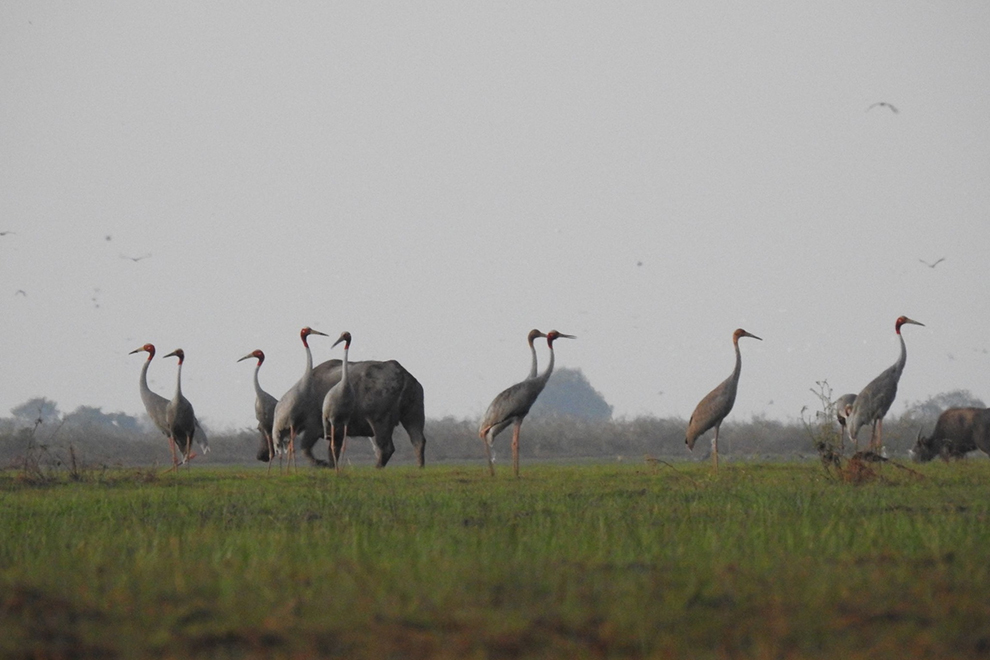 Sarus crane population falling