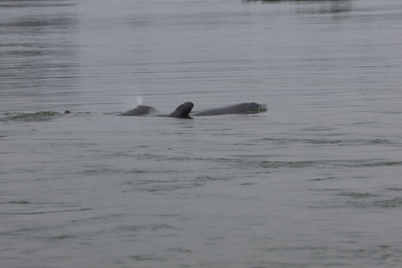 The birth brings the Kingdom’s total Mekong dolphin population to 114. Agriculture ministry