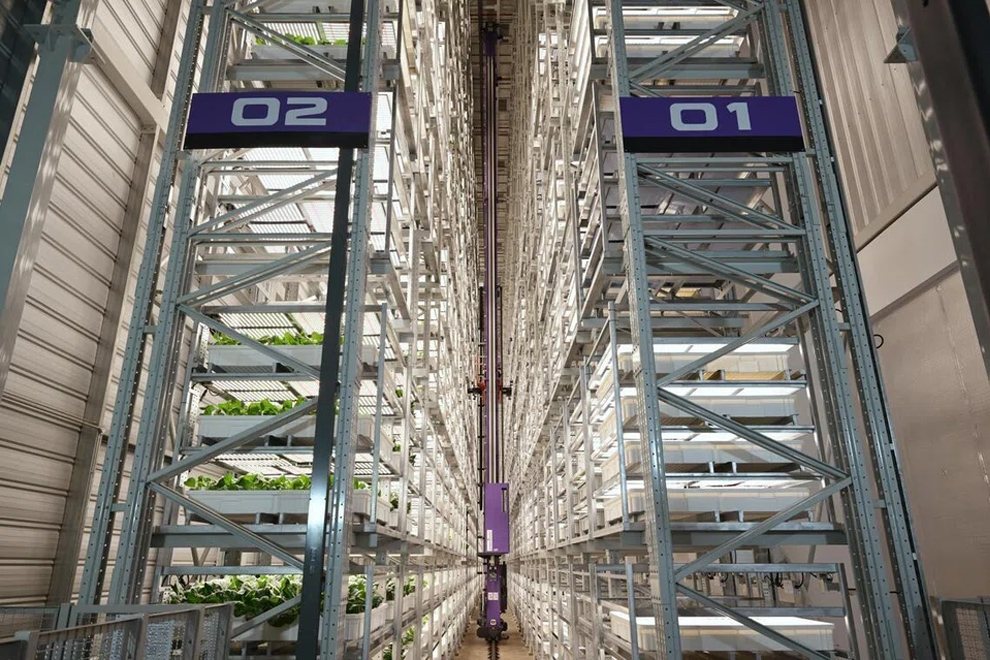 One of five chambers in the farm, with two growing towers, standing at 23.3m tall. PHOTO: THE STRAITS TIMES