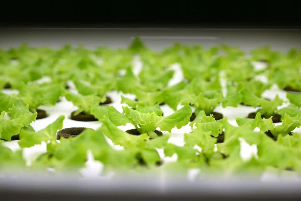 Romaine lettuce growing in one of the farm’s chambers. PHOTO: THE STRAITS TIMES