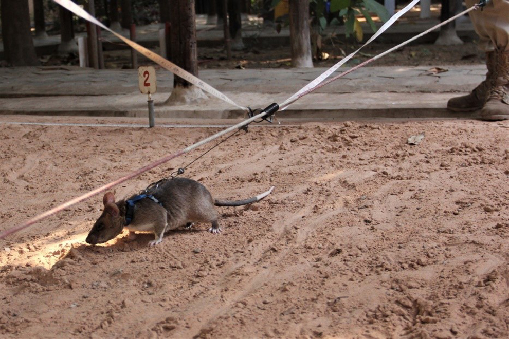 HeroRATs: A vital mission in demining Cambodia