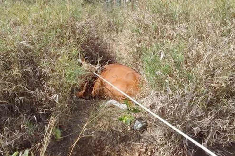Snared banteng rescued by forest community in Oddar Meanchey