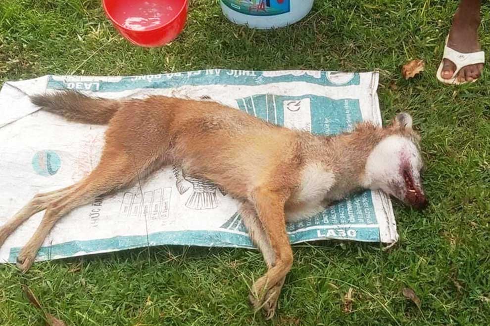Warnings as dhole leaves four hurt in Kampong Chhnang