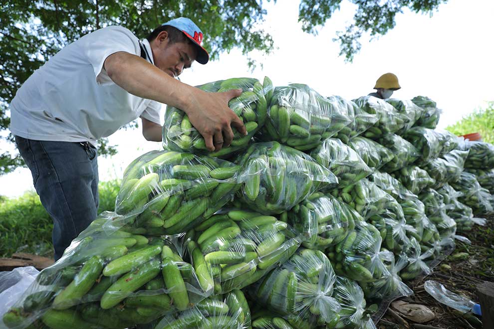 World Food Day a chance to strengthen food systems