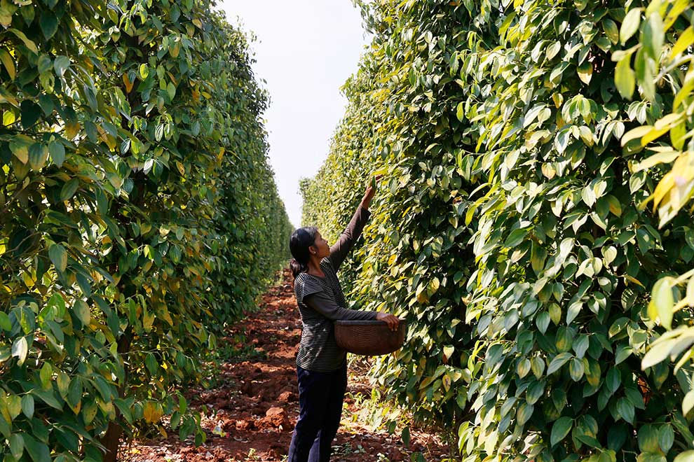 Cambodia's peppercorn output set to rise: insiders