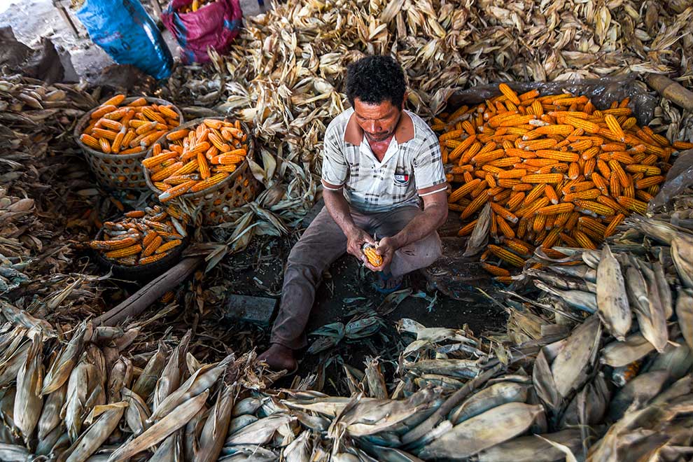 China exports eyed as red corn markets thrive