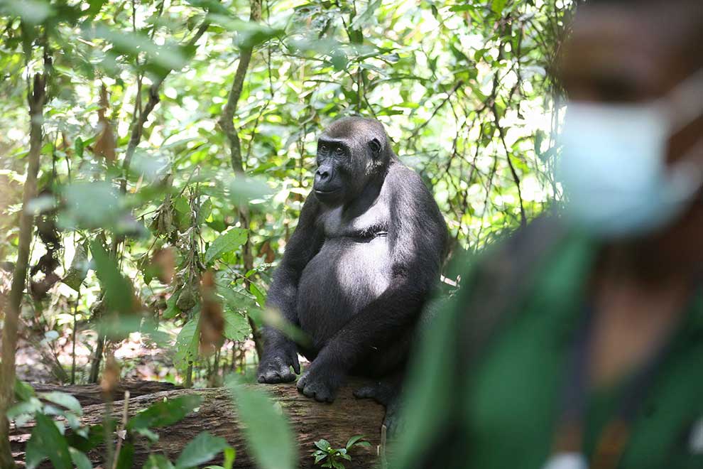 Gabon counting on tourists to help preservation of endangered apes