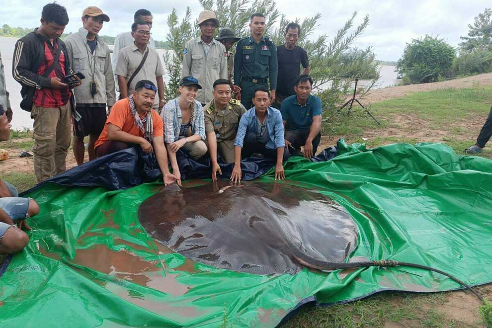 2nd rescued giant stingray returned to river's depths