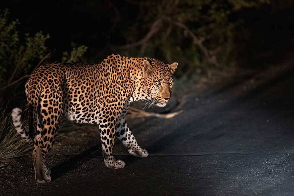 Leopard shot dead following attack on Iranian policeman