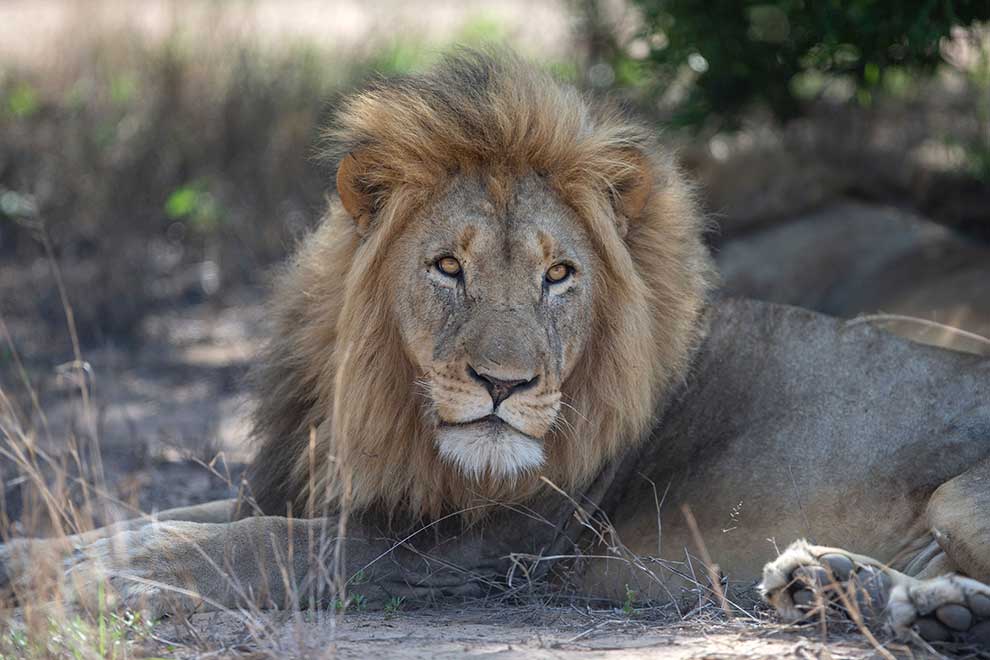 'Love hormone' turns fierce lions into kittens