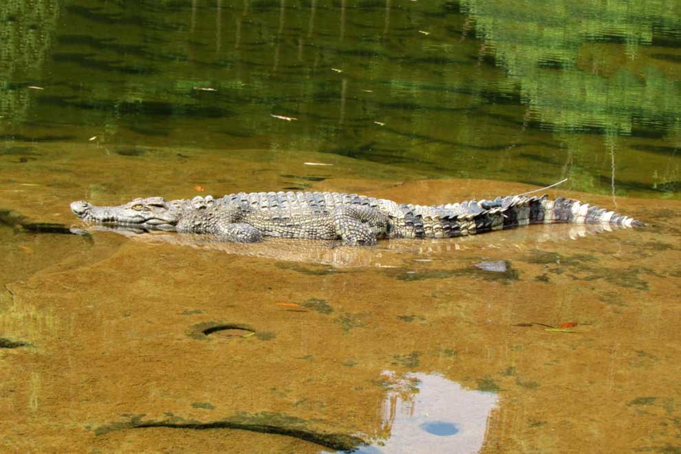 Cambodia home to 'largest' Siamese croc population