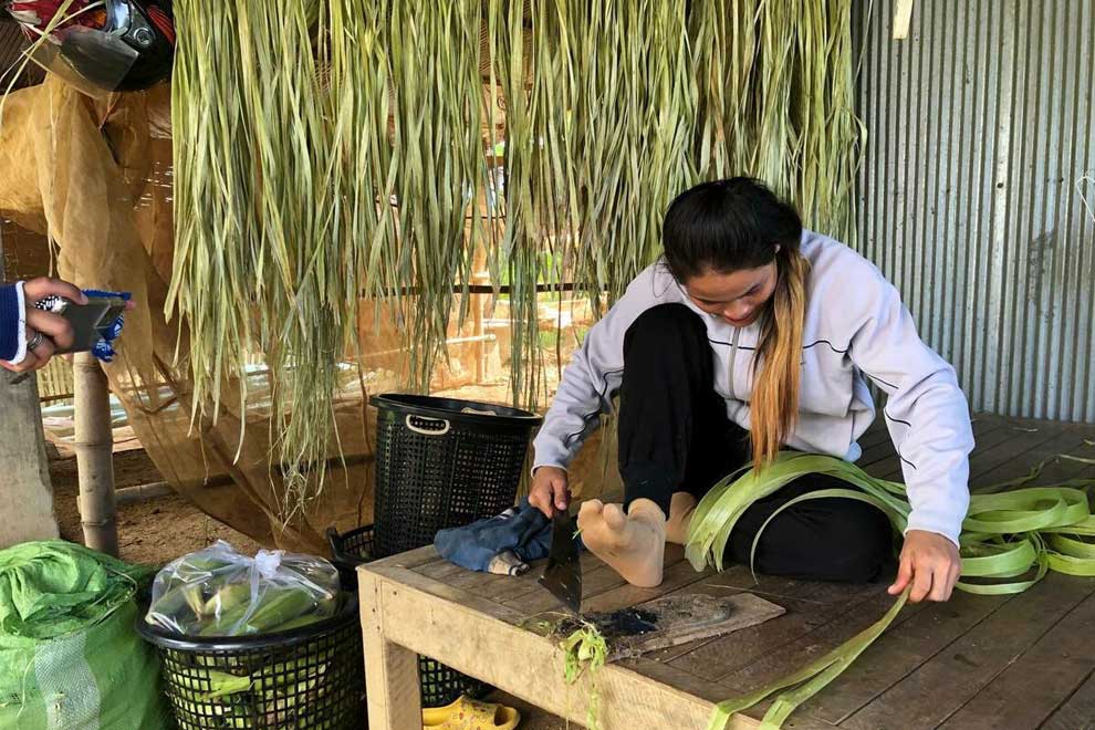Battambang's historic jute crop makes a return