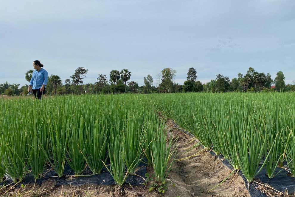 Growing demand for garlic scapes from Kampong Chhnang