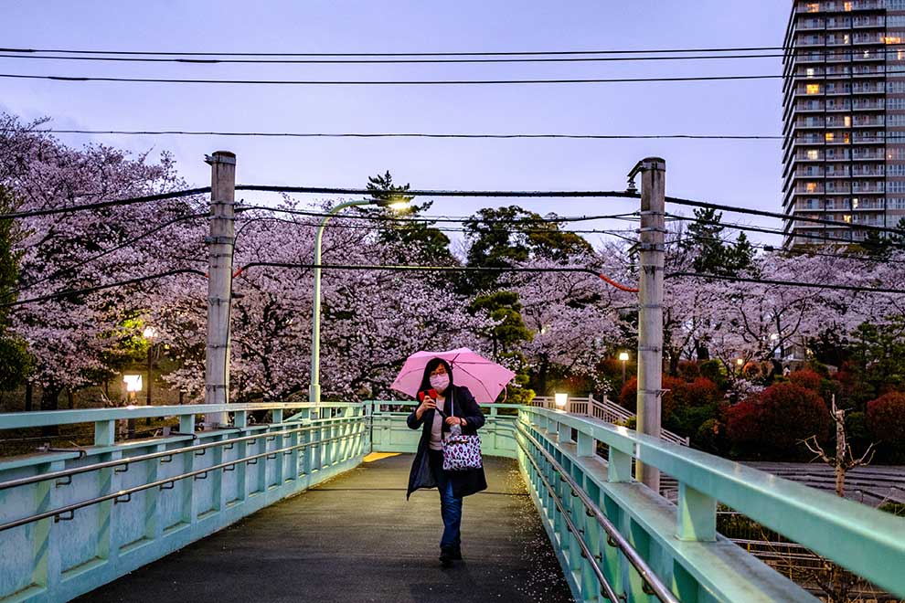 Prettier in pink: Japan's cherry blossom craze