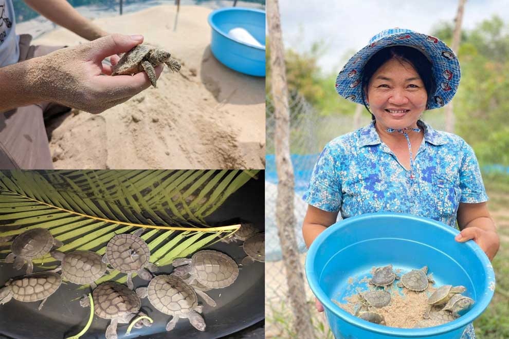 Increased royal turtle hatchlings a promising sign: conservationists