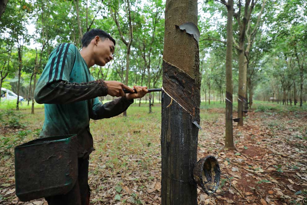 Jan-Apr rubber exports bounce up 38%: GDCE