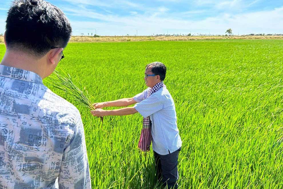 Tina visits Japonica rice trial in Kampong Thom