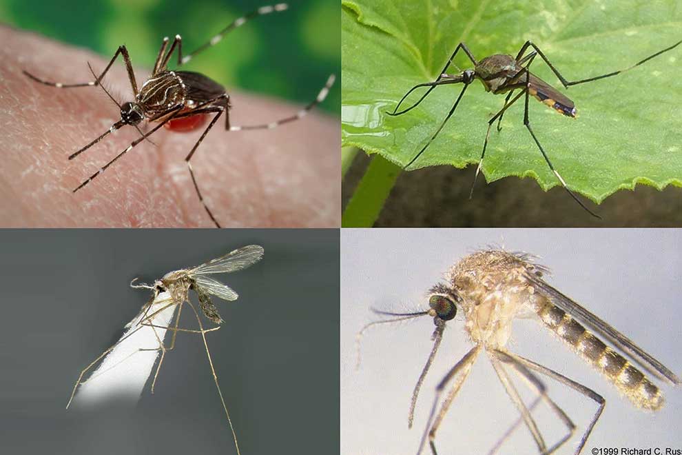 Research reveals Kingdom's total 290 mosquito species