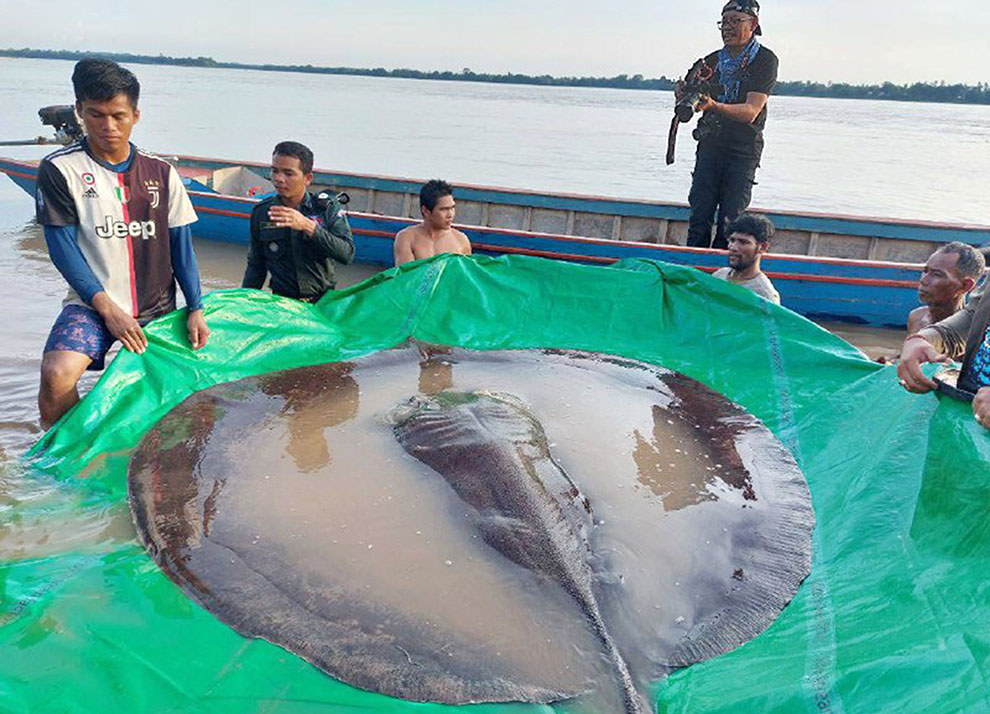 Giant freshwater stingray caught in Stung Treng