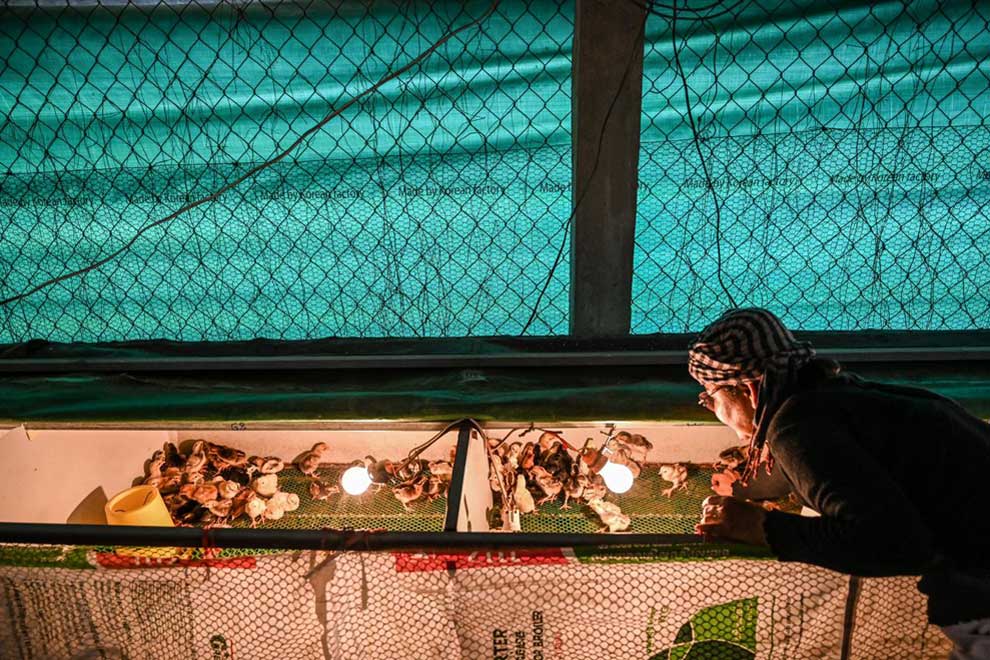 Chicken farms enjoy Aussie collaboration