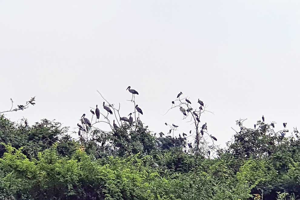 Prey Veng mystery bird deaths cease