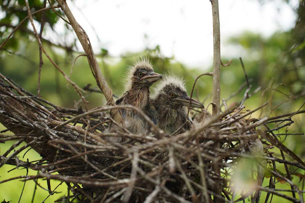 Veal Thlan: A hidden bird lovers' paradise in capital