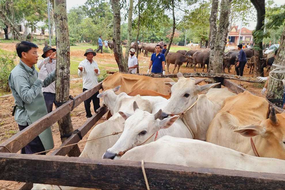 Vets beef up cattle vaccinations in Kampong Chhnang