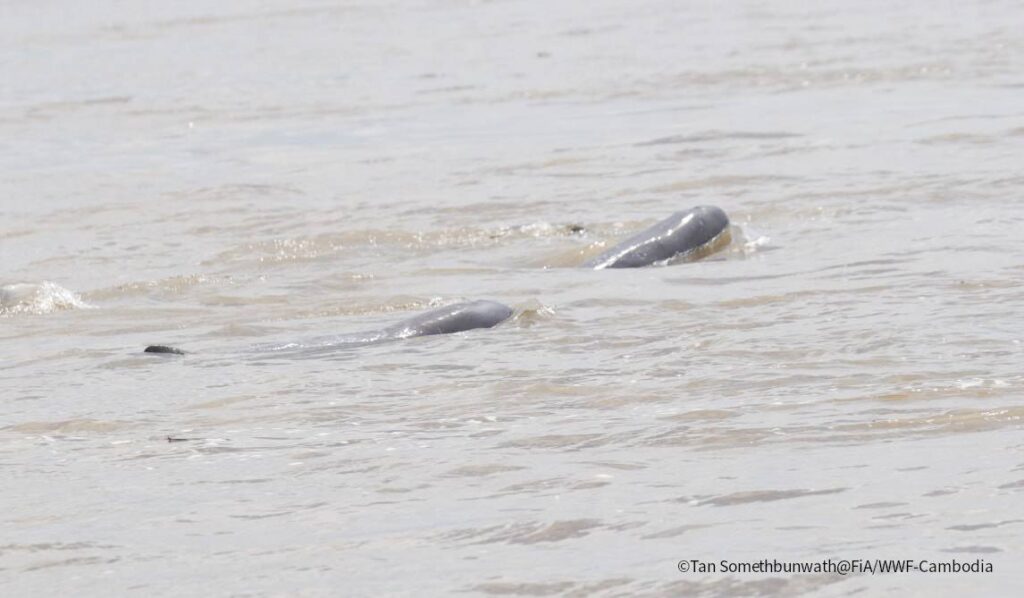 Newborn dolphin brings jubilation to Kratie conservation area