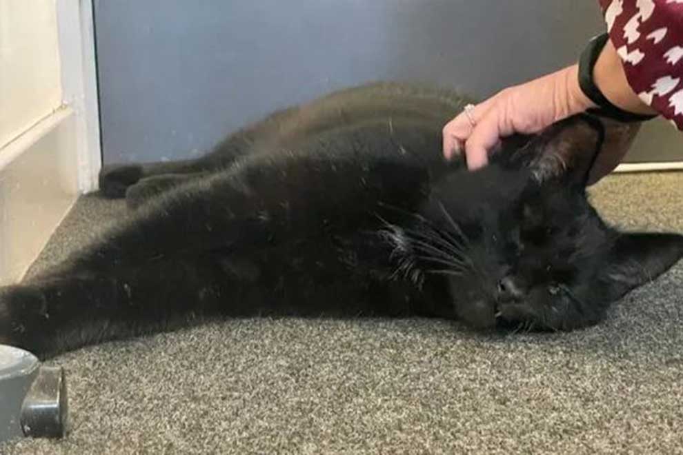 Long-lost cat is home after it was found living on oil rig