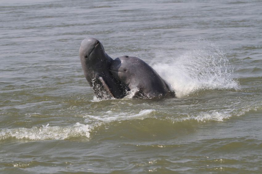 Calls for artists to support dolphins