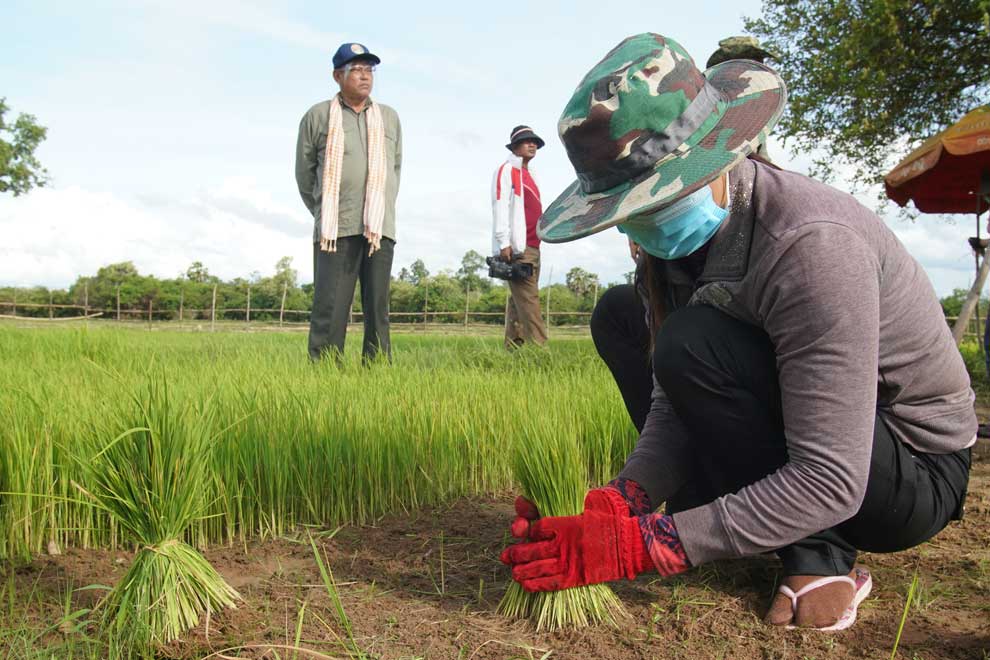 IBIS organic rice project expanding