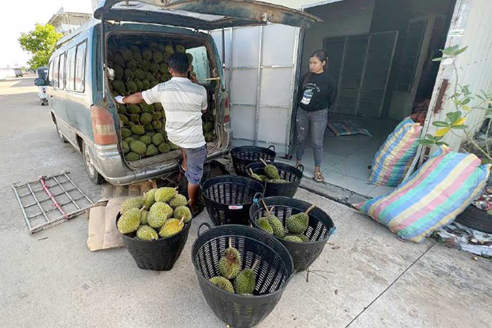 Samlot farmers struggling with glut of import durian
