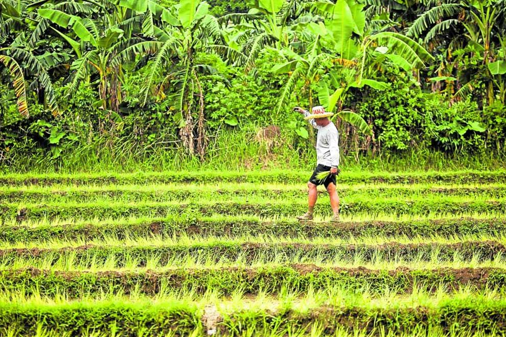 Philippines' finance chief Dominguez defends rice import liberalisation law