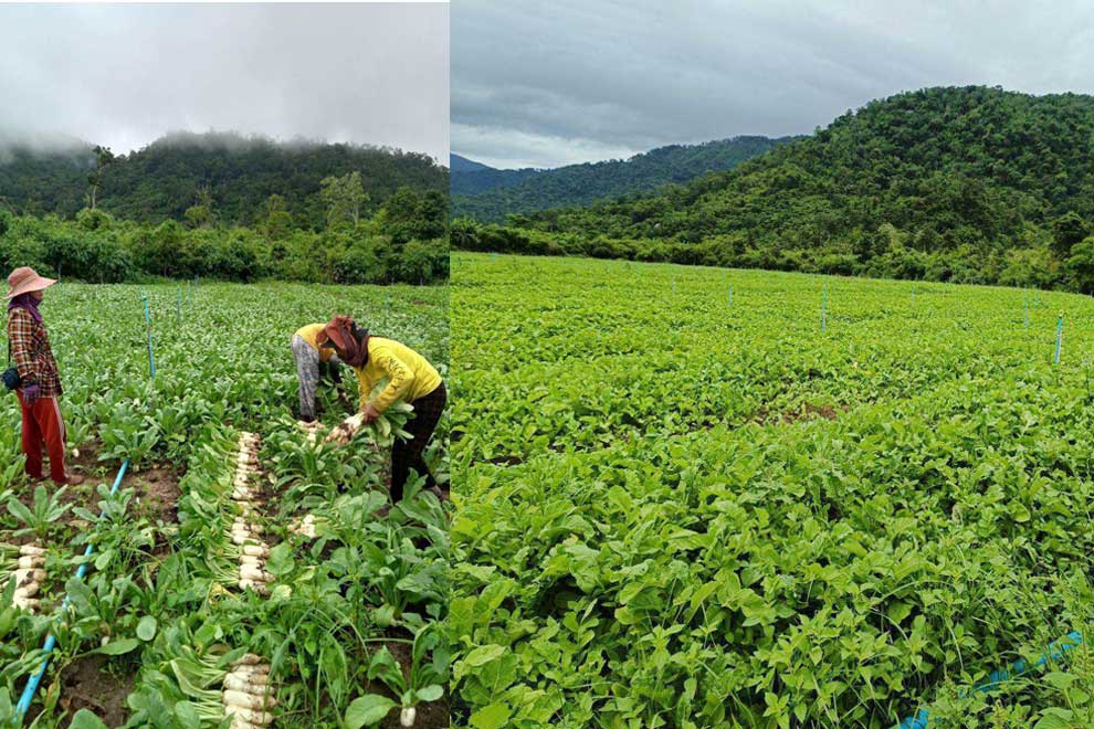 Village ends logging