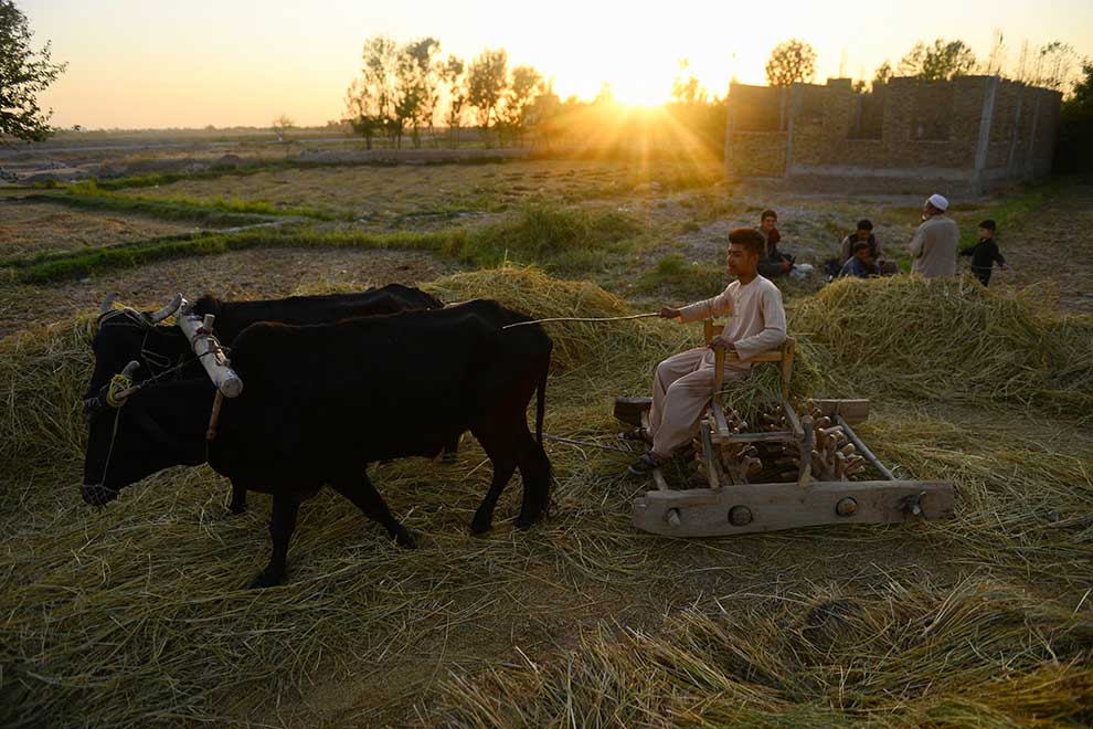 Feed more hungry people for less money – help them plant!