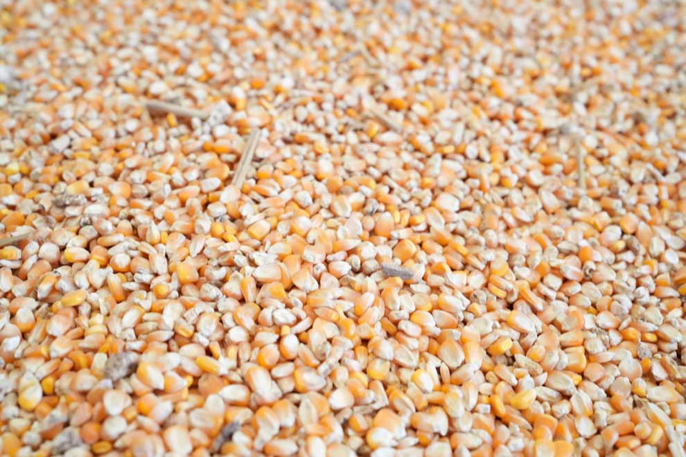 Agricultural exports down